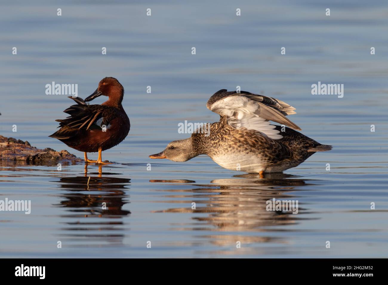 Ein drake Zimt Teal, Anas cyanoptera, und Henne Gadwall, Anas strepera, verwenden ein loafing log in einem Merced NWR Feuchtgebiet platziert. Stockfoto