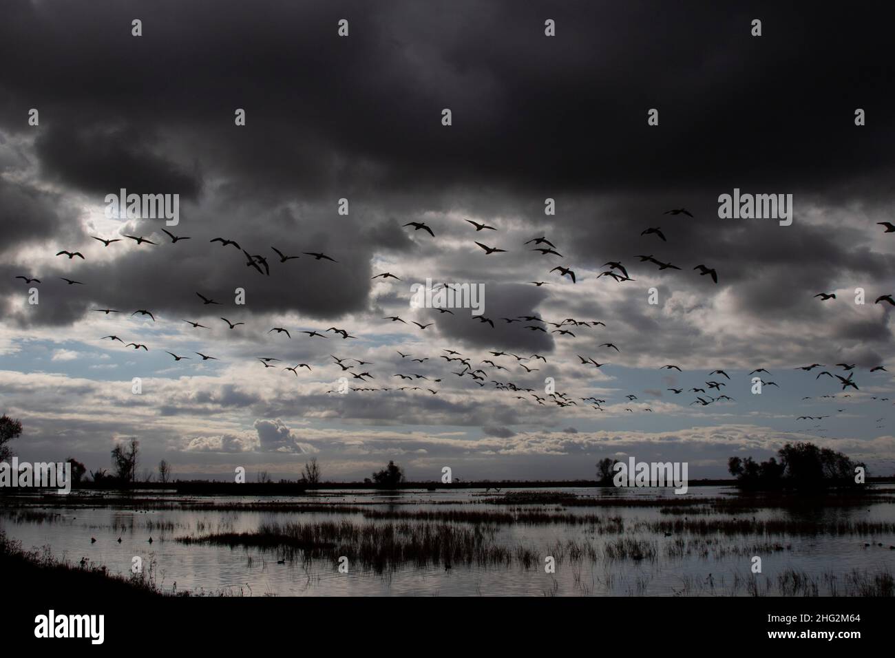 Ross' Geese, Chen rossii, fliegen über das Überwinterungsgebiet im kalifornischen Merced National Wildlife Refuge. Stockfoto