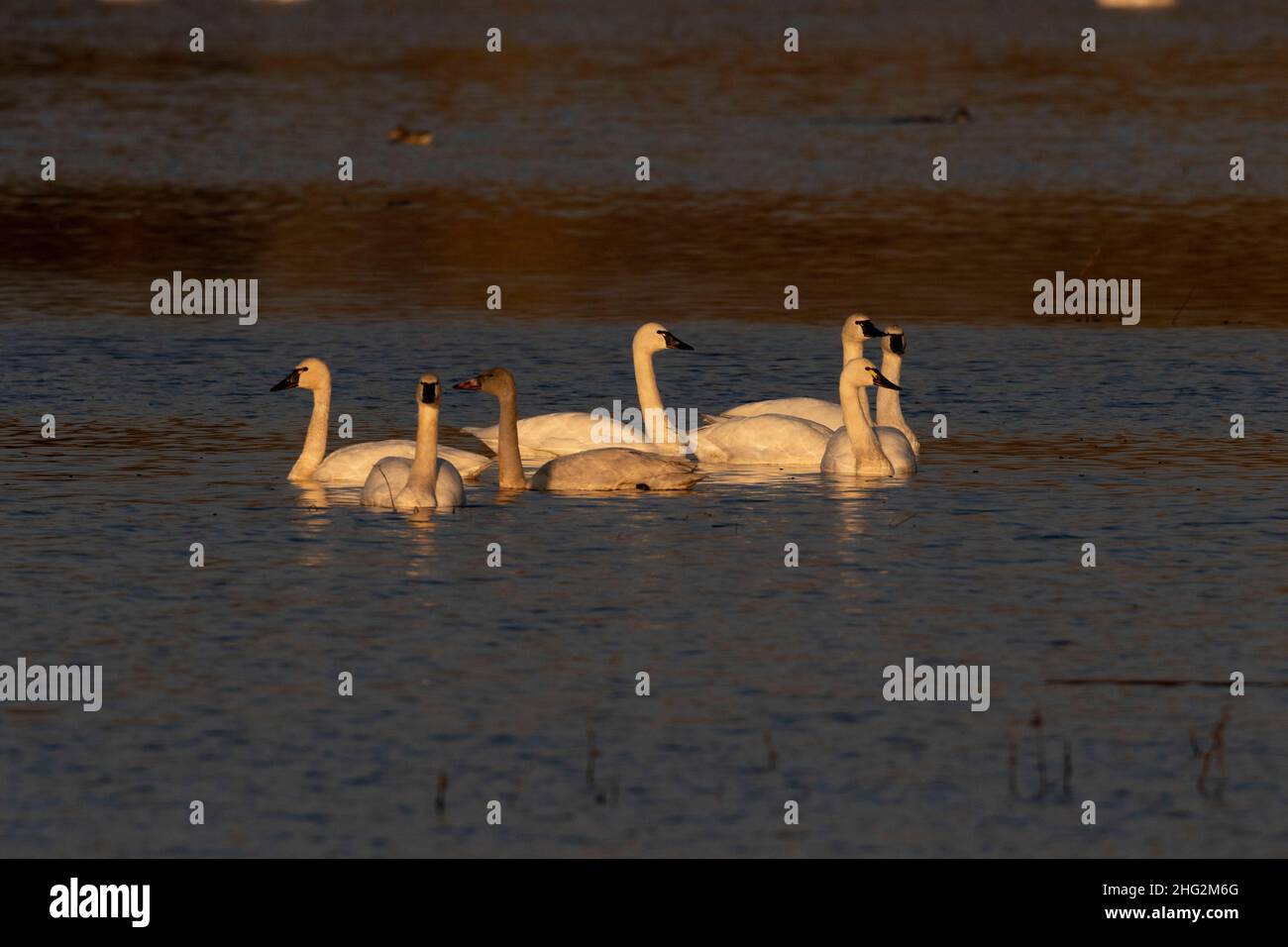 Ein Tundra Swan Schwarm, Cygnus columbianus, von Erwachsenen und Jugendlichen, nutzt ein Feuchtgebiet auf dem San Luis NWR im San Joaquin Valley. Stockfoto