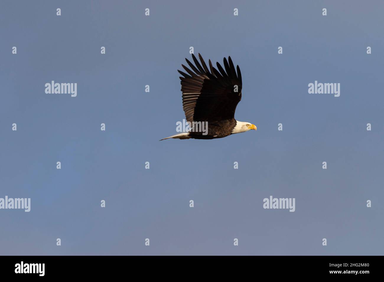 Ein majestätischer, erwachsener Weißkopfadler, Haliaeetus leucocephalus, der durch einen blauen Himmel im San Joaquin Valley, Kalifornien, fliegt. Stockfoto