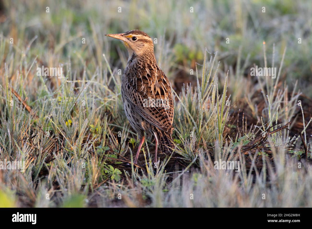 Eine westliche Meadowlark, Sturnella neglecta, posiert bei Sonnenaufgang in einem dewey-Grasland auf dem kalifornischen San Luis National Wildlife Refuge. Stockfoto