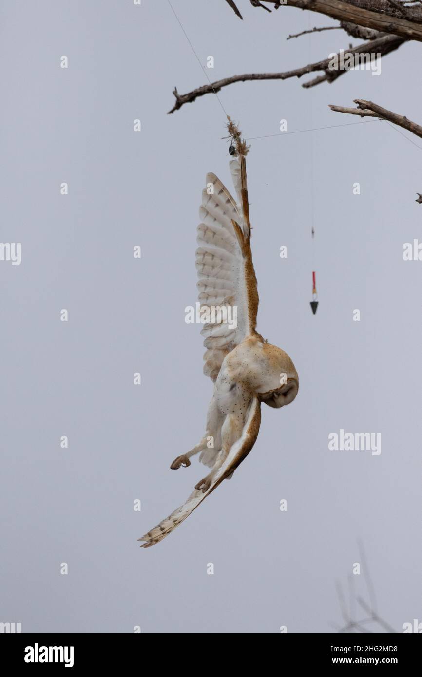 Scheune Owl, Tyto alba, starb, nachdem sie sich in Nylon Angelschnur und Gewicht verwickelt hatte, das in Tree, CA, hing. Stockfoto