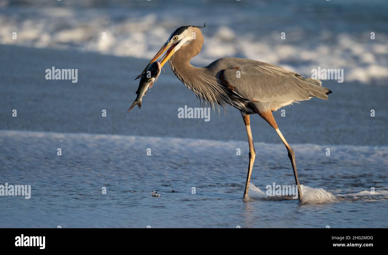 Toller Blaureiher auf der Jagd nach Schlangen und Fischen in Florida Stockfoto