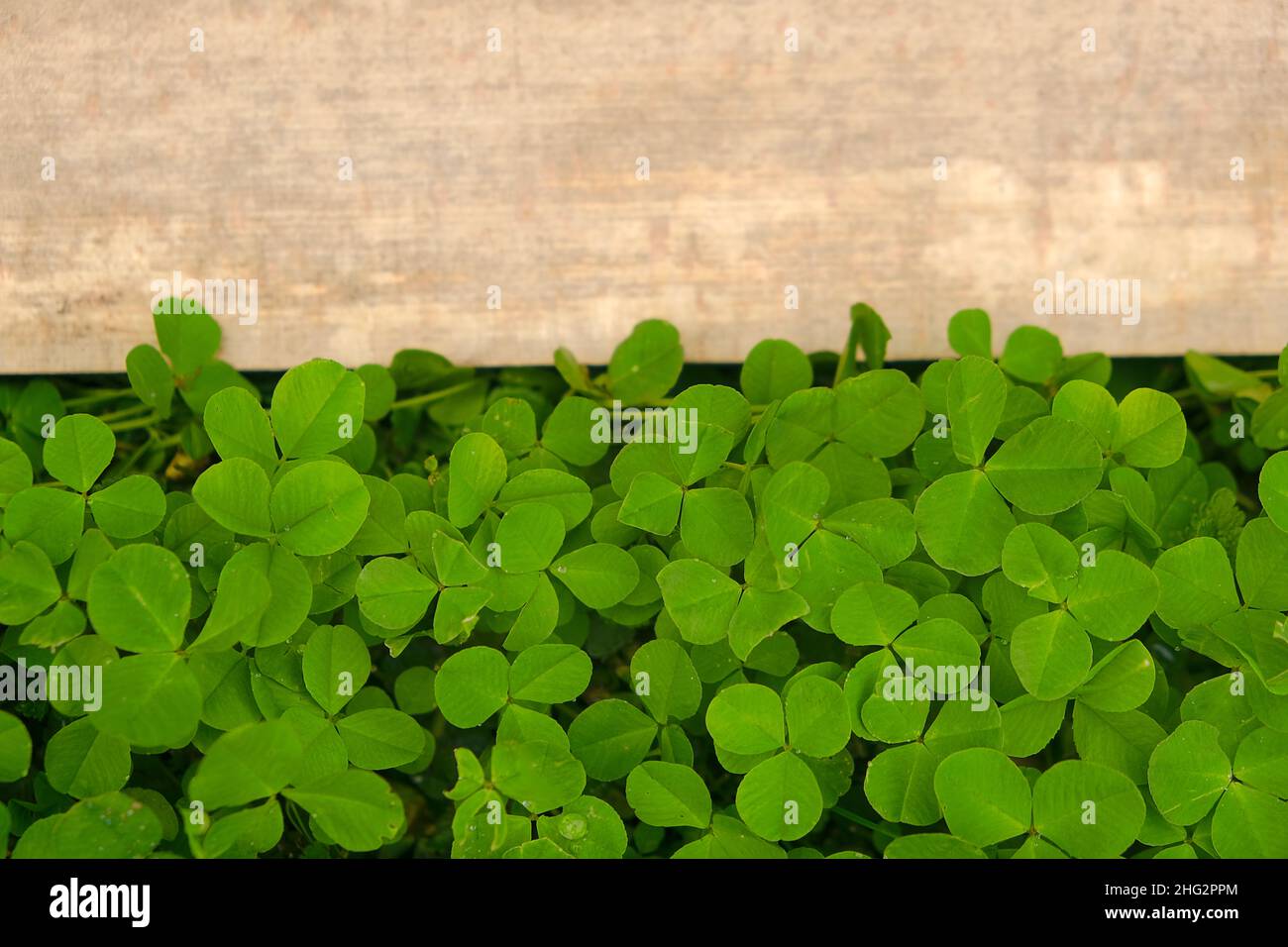 St. Patrick Urlaub.Holzbrett in Kleeblättern. Holz leeren Hintergrund und Kleeblätter Pflanzen.vier-Blatt-Kleeblatt. Viel Glück.St. Patrick 's Day.Symbol der Stockfoto