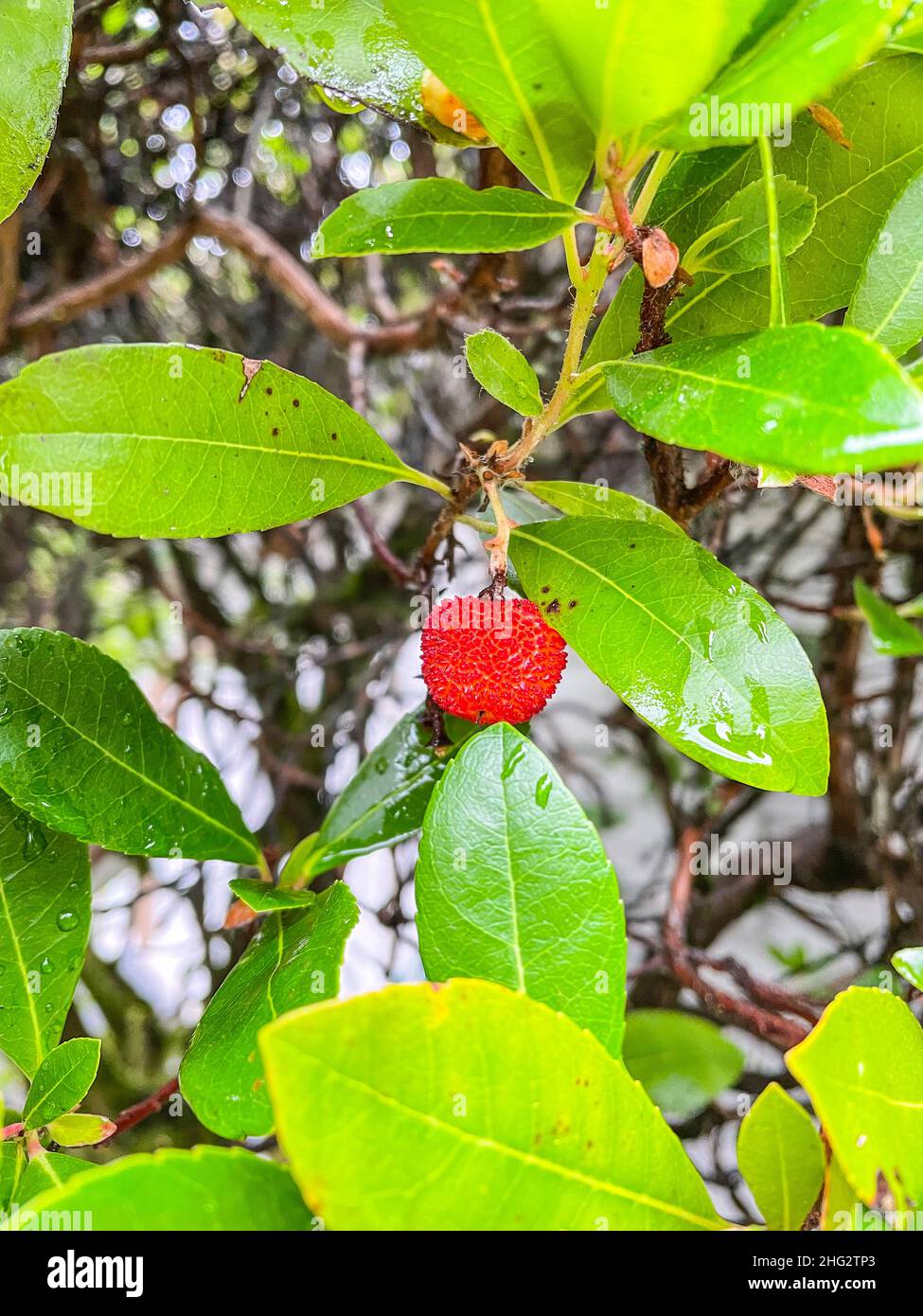 Erdbeerbaum (Arbutus unedo) ist ein immergrüner Strauch oder kleiner