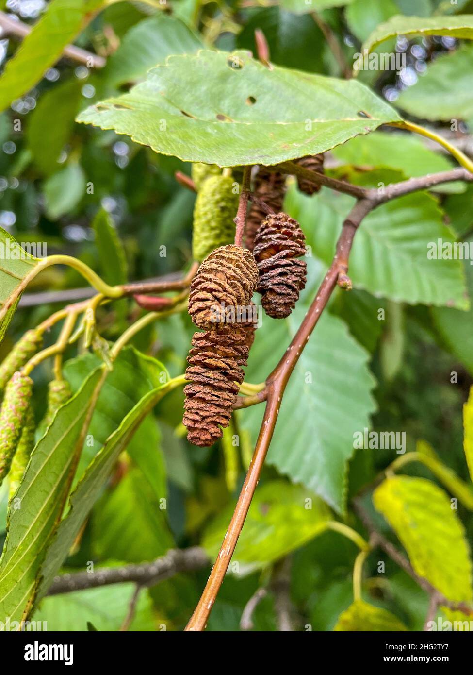 Die Grauerle (Alnus incana) ist eine Baumart aus der Birkenfamilie, die sich über die kühleren Teile der nördlichen Hemispel hinweg breit macht. Stockfoto
