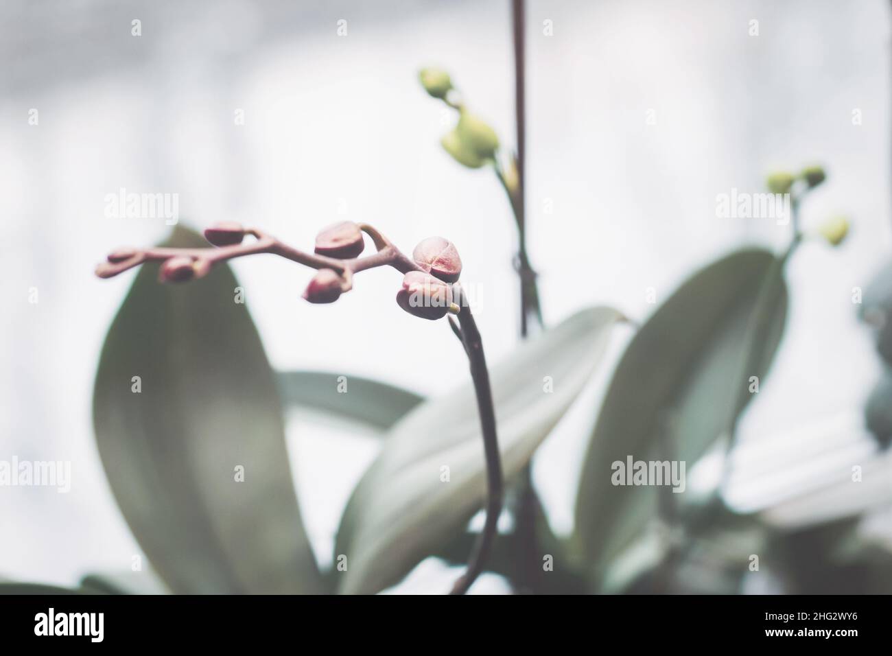 Orchideenblütenspitze am Fenster unter künstlichem Licht im Winter, Phalaenopsis Blütenknospen schließen sich Stockfoto