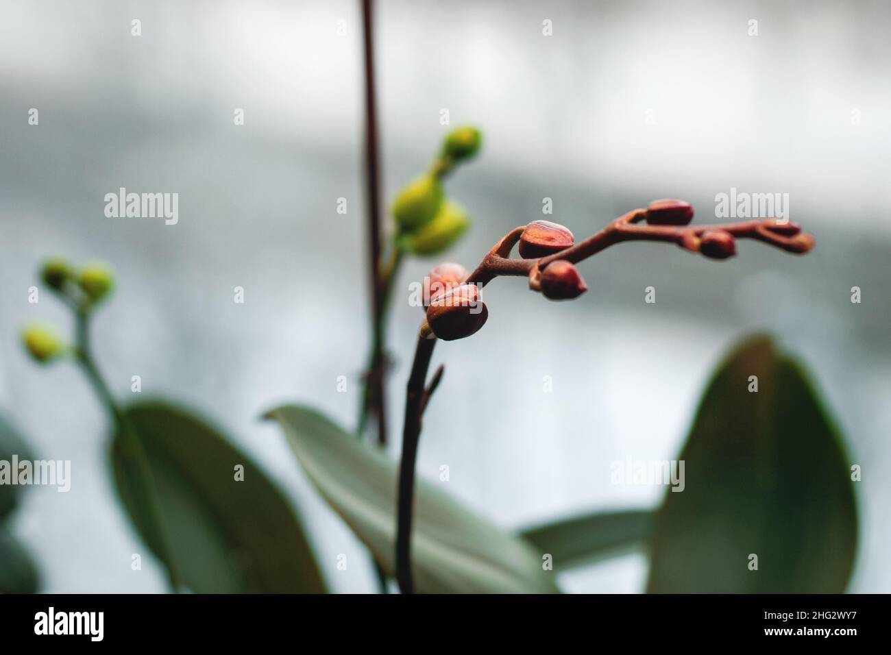 Orchideenblütenspitze am Fenster unter künstlichem Licht im Winter, Phalaenopsis Blütenknospen schließen sich Stockfoto
