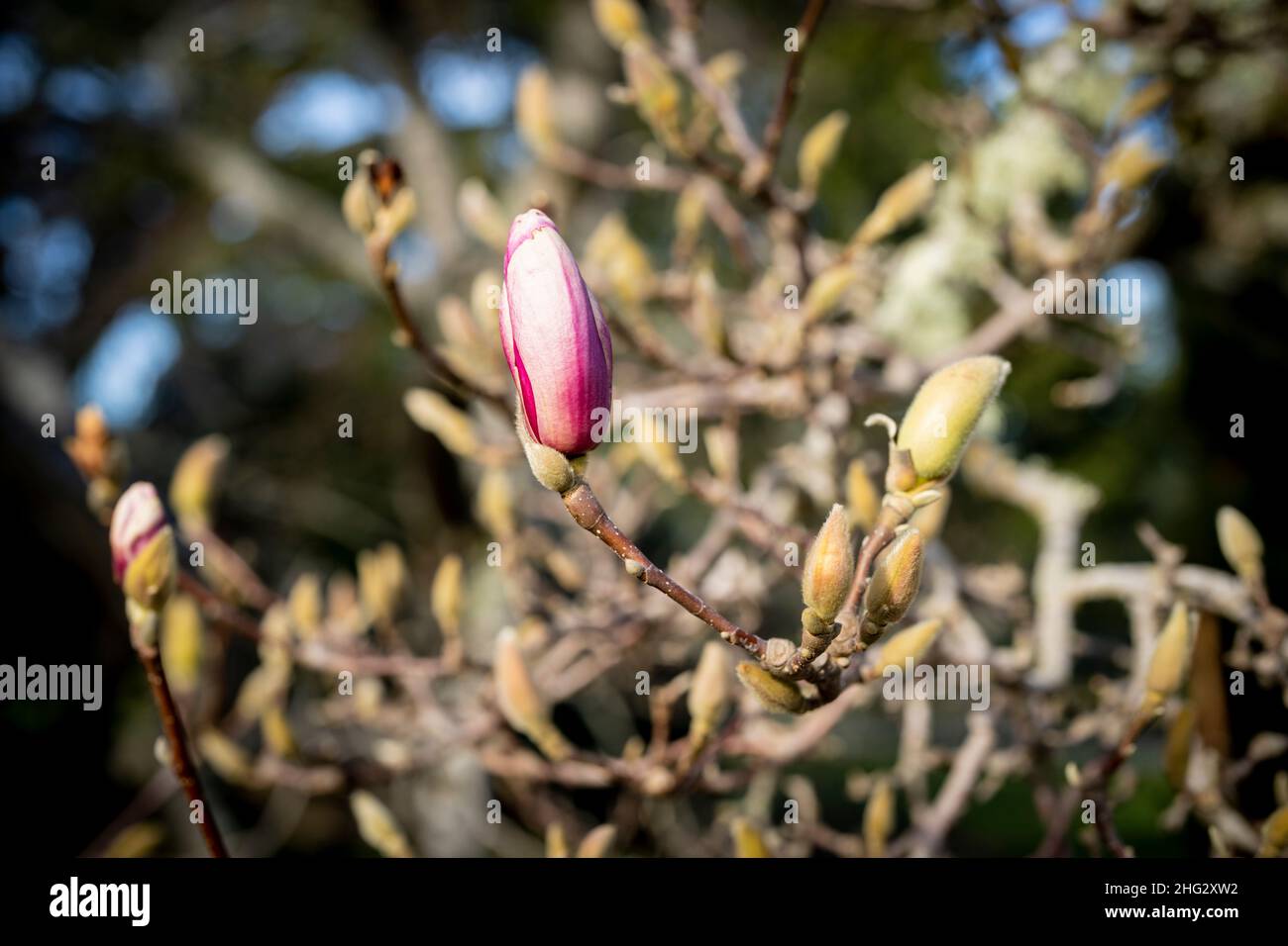 Nahaufnahmen von Blüten an Magnolienbäumen im Januar (Saucer Magnolia) Stockfoto