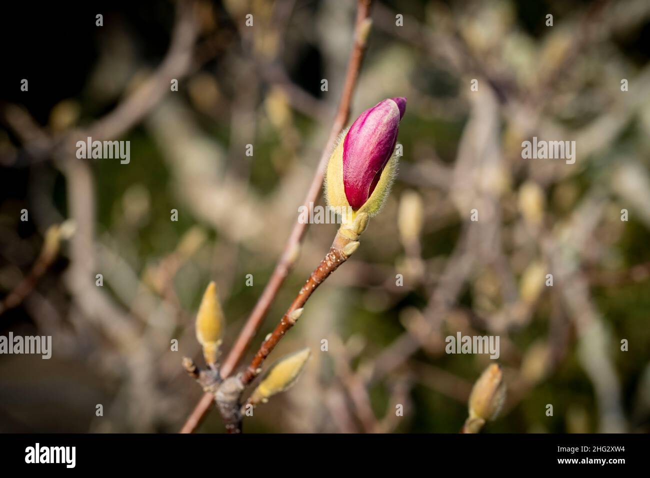 Nahaufnahmen von Blüten an Magnolienbäumen im Januar (Saucer Magnolia) Stockfoto