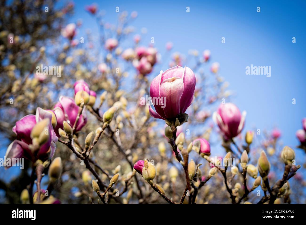 Nahaufnahmen von Blüten an Magnolienbäumen im Januar (Saucer Magnolia) Stockfoto
