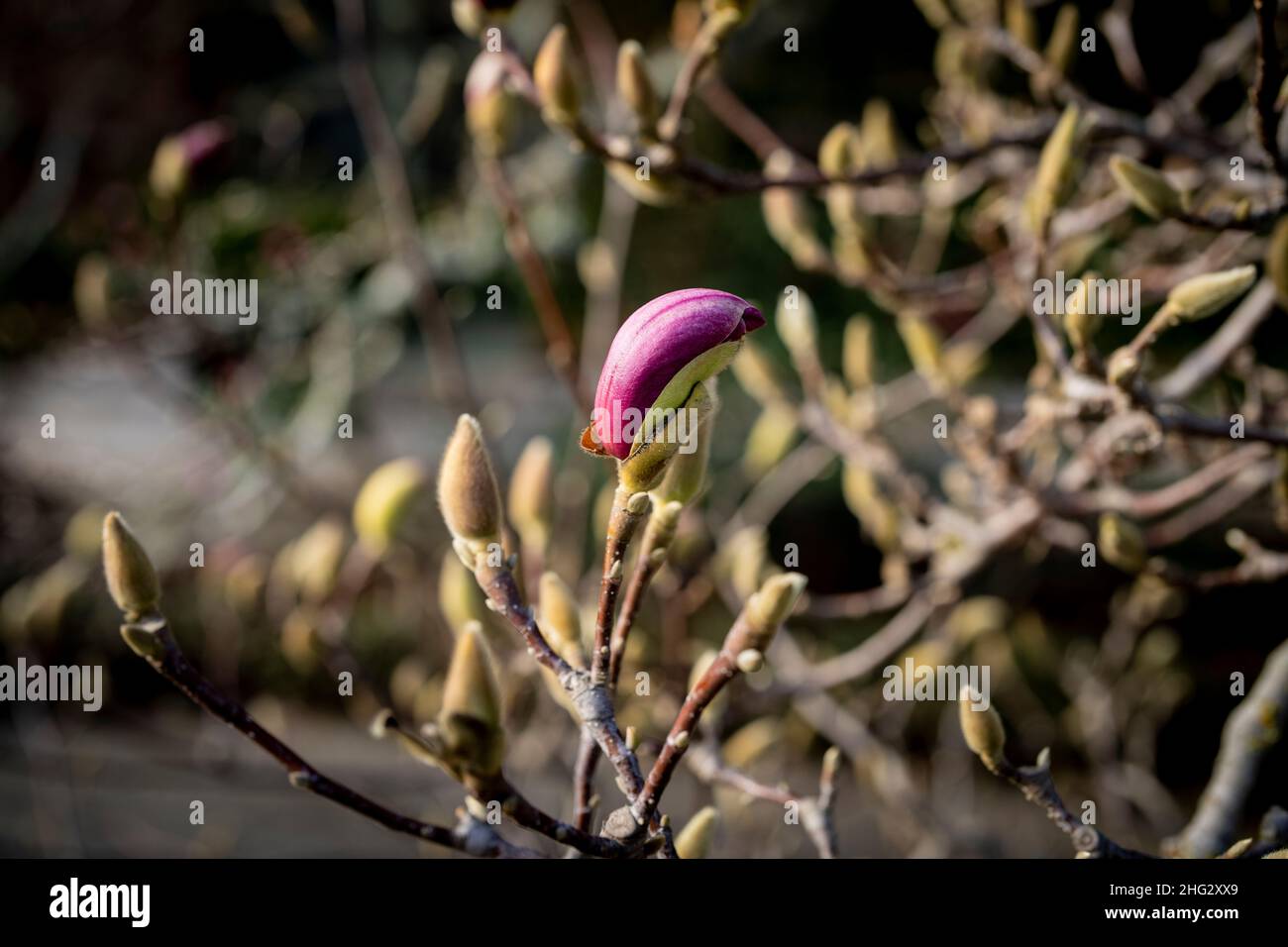 Nahaufnahmen von Blüten an Magnolienbäumen im Januar (Saucer Magnolia) Stockfoto