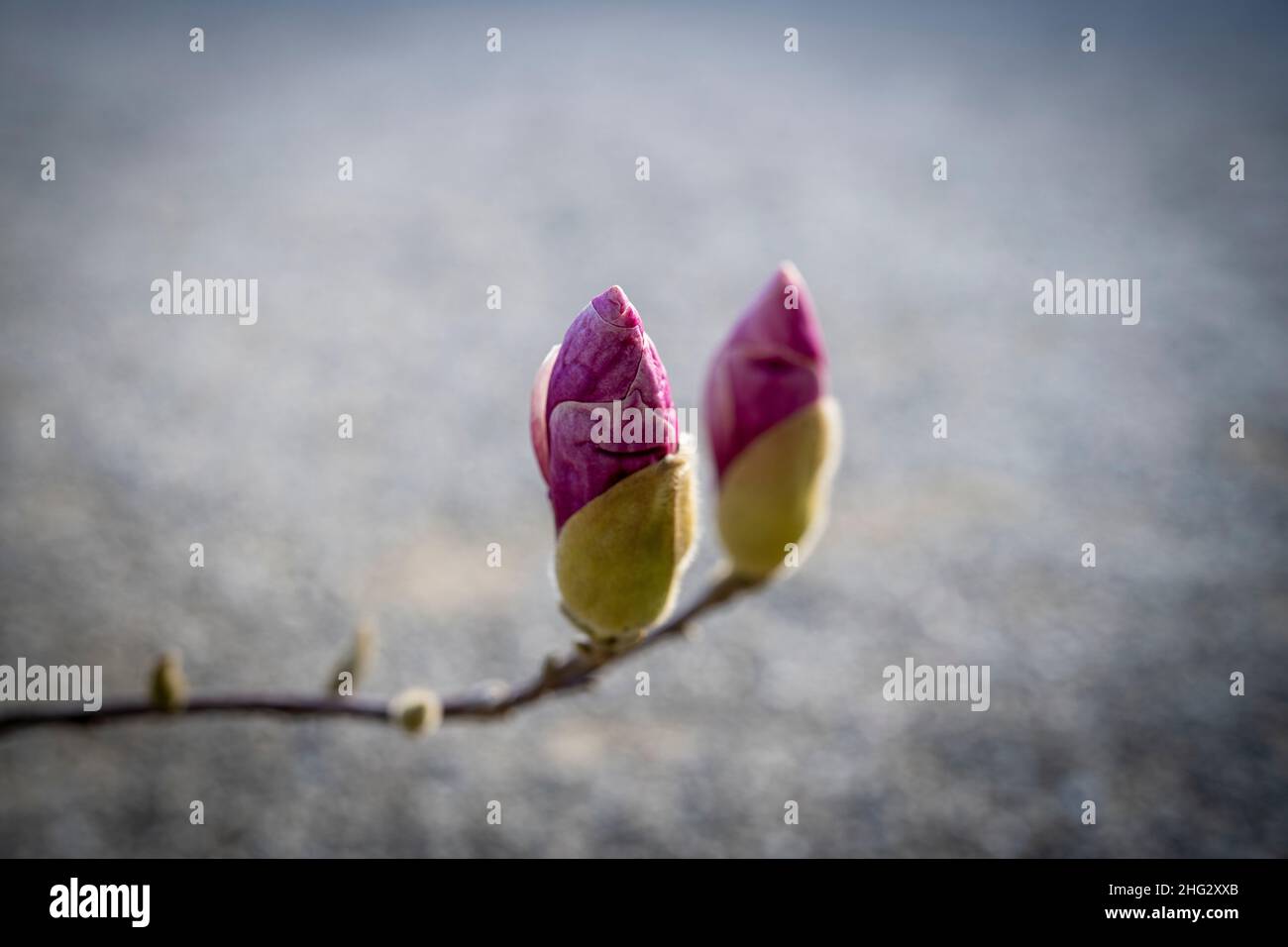 Nahaufnahmen von Blüten an Magnolienbäumen im Januar (Saucer Magnolia) Stockfoto