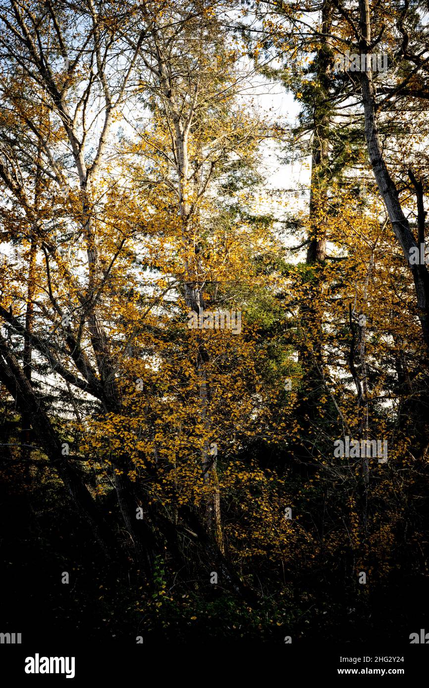 Gelbe Blätter in einem Wald Stockfoto