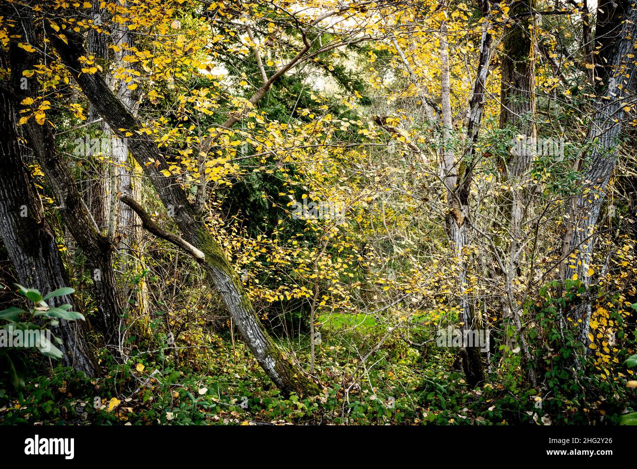 Gelbe Blätter in einem Wald Stockfoto