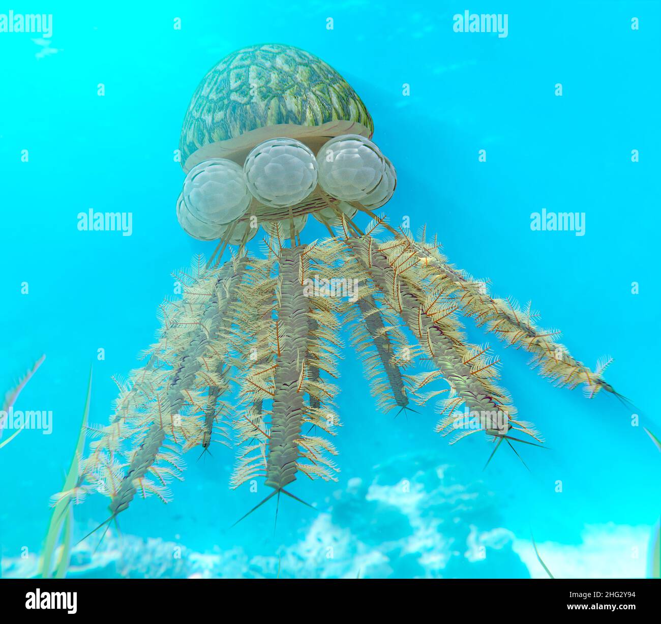 Eine Illustration eines Graptoliten (Diplograptus), der in einem Ordovizianischen Meer schwimmt (vor etwa 505 bis 438 Millionen Jahren). Stockfoto