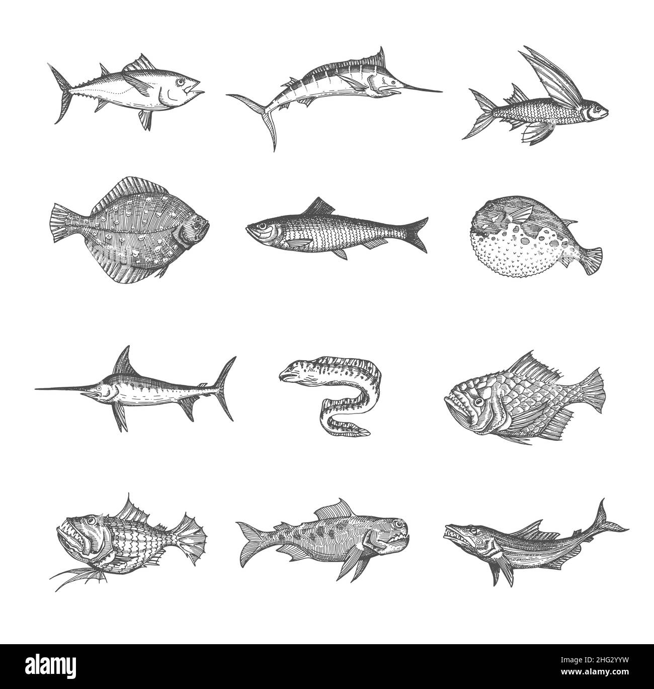 Meer und Ozean isoliert Fisch Vektor Skizzen. Thunfisch, Blaumarlin, Seeteufel und Kugelfisch, Flunder, Hering und Muränen, fliegende Gurnard, Barsch und Stock Vektor