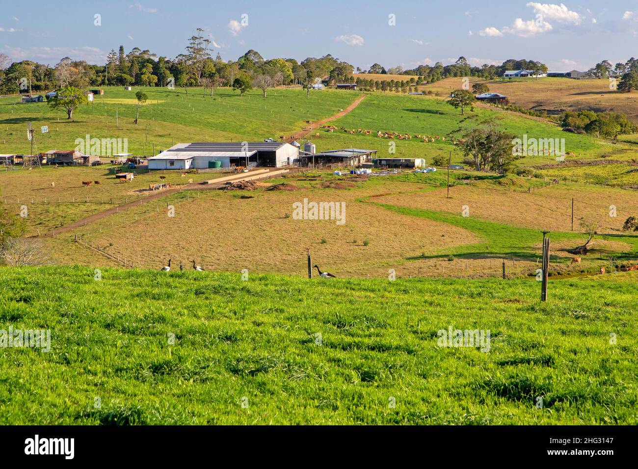 Milchviehbetrieb in Maleny Stockfoto