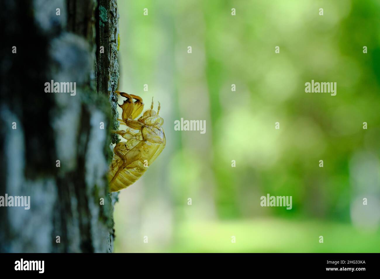 Leere Hülle von Cicada Stockfoto