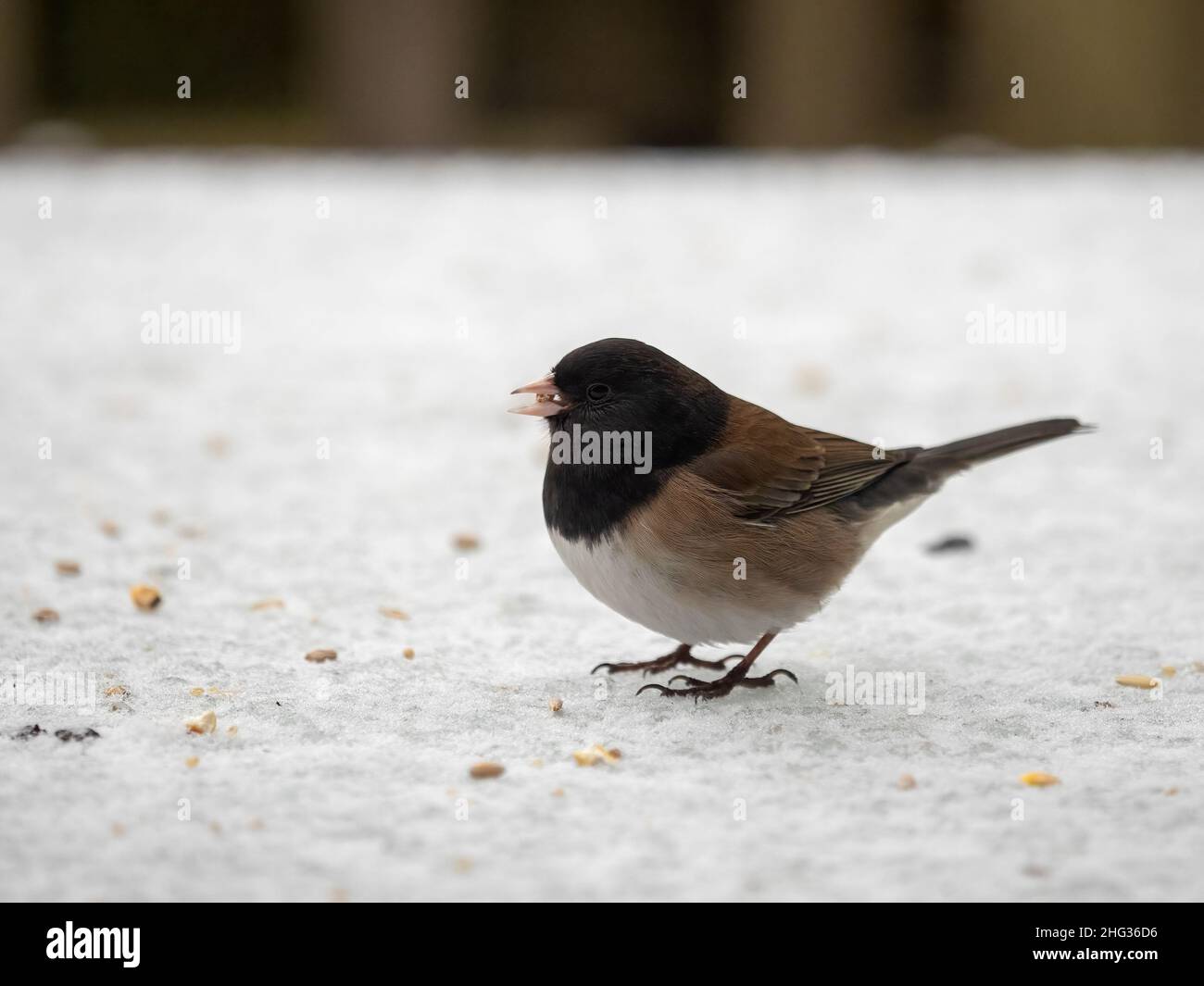 Erwachsene männliche dunkeläugige junco (Junco hyemalis), die Samen fressen, während sie auf Schnee stehen. Dies ist die 'Oregon'-Form aus dem Westen Nordamerikas Stockfoto