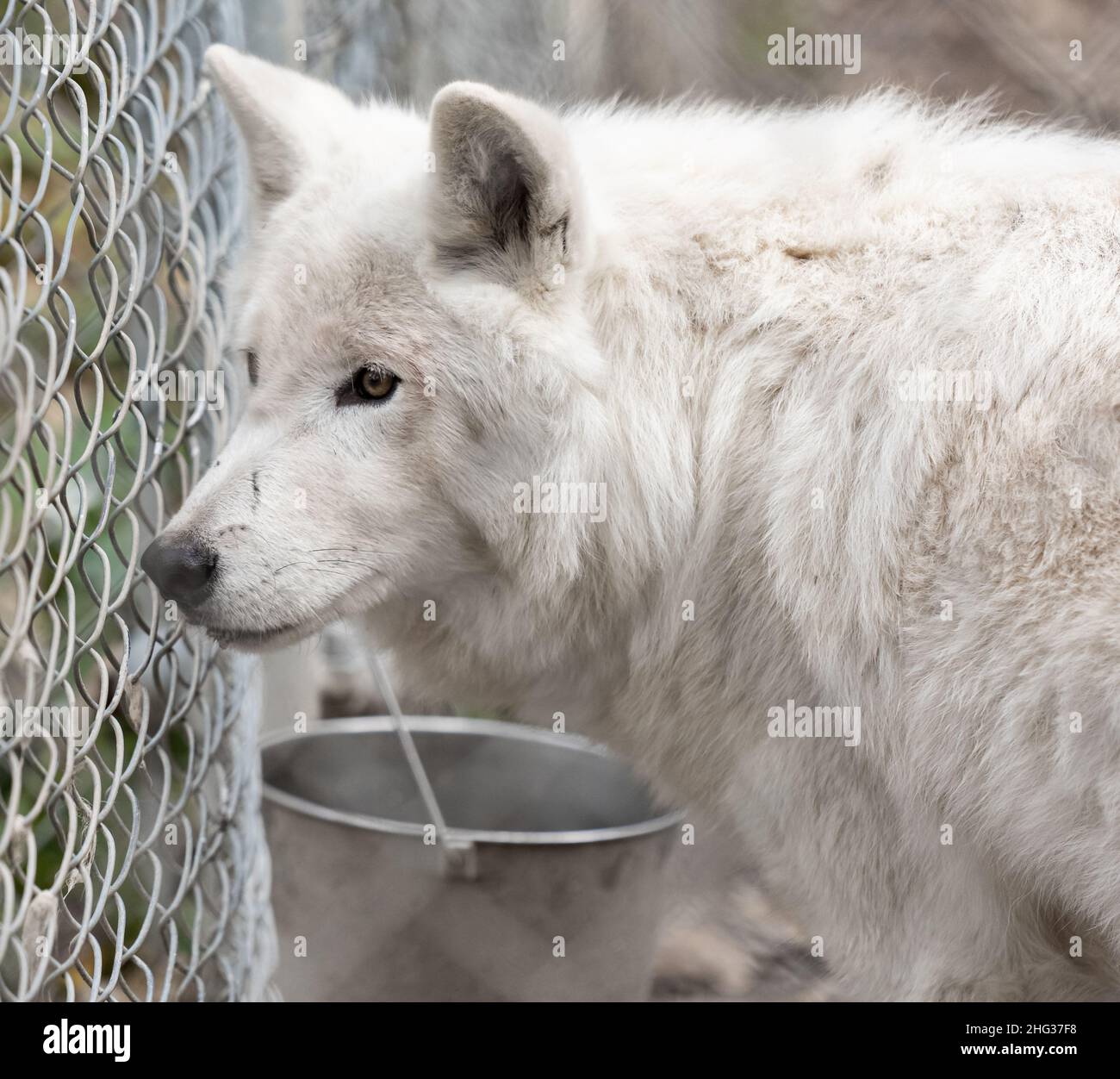 Arktische Wölfe - Canis lupus arctos - in Gefangenschaft. Nahaufnahme eines weißen arktischen Wolfes. Reisefoto, selektiver Fokus, keine Menschen Stockfoto