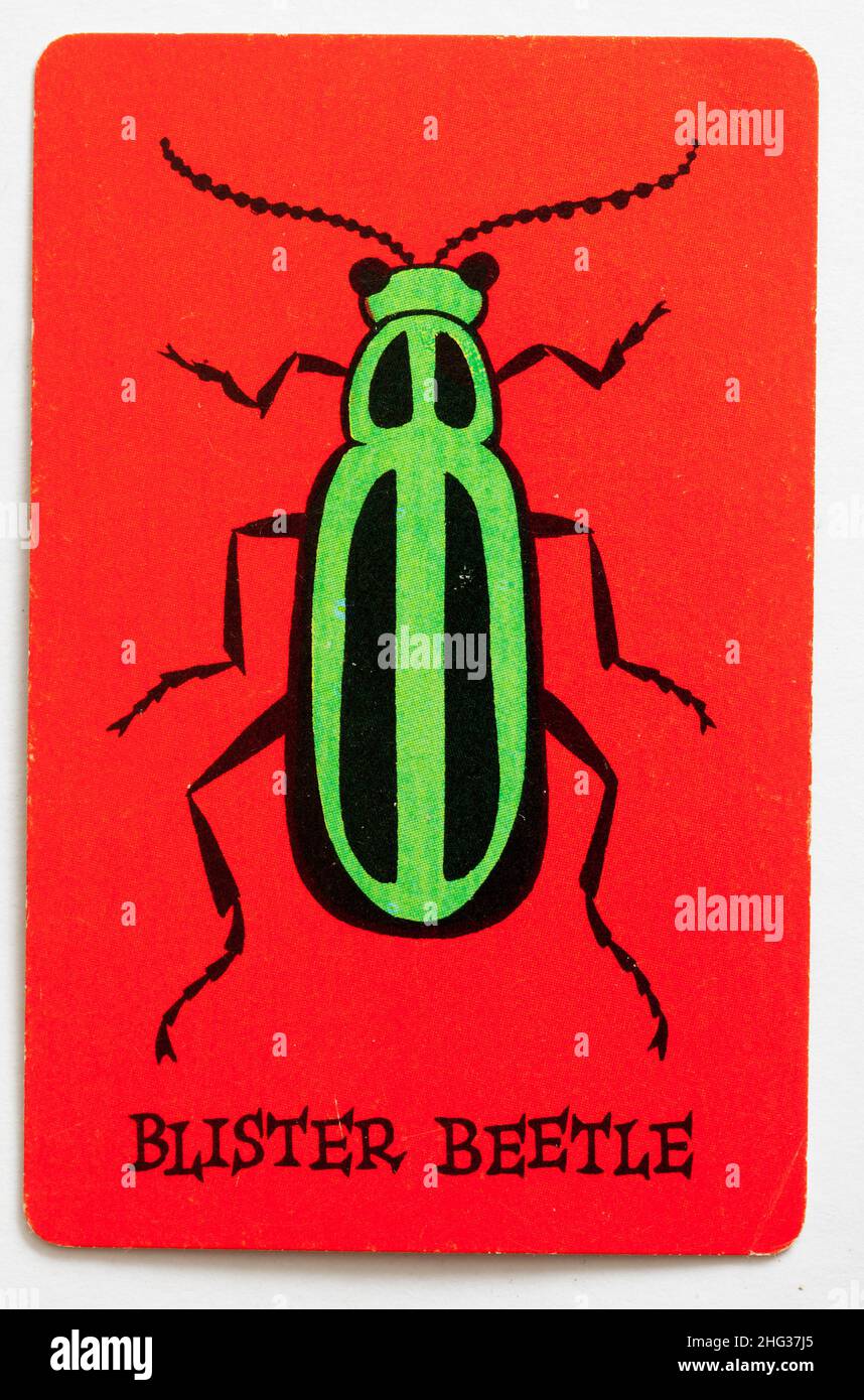 Skeeter Spielkarte - Blister Beetle Stockfoto