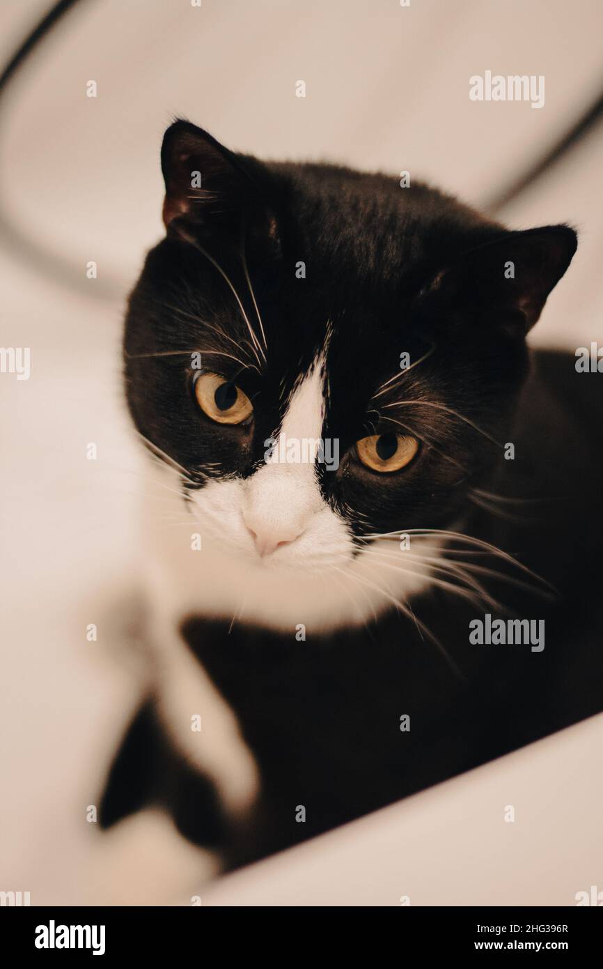 Katzenportrait. Eine schwarze Katze mit einer weißen Schnauze sitzt im Bad. Haustiere jeden Tag. Stockfoto