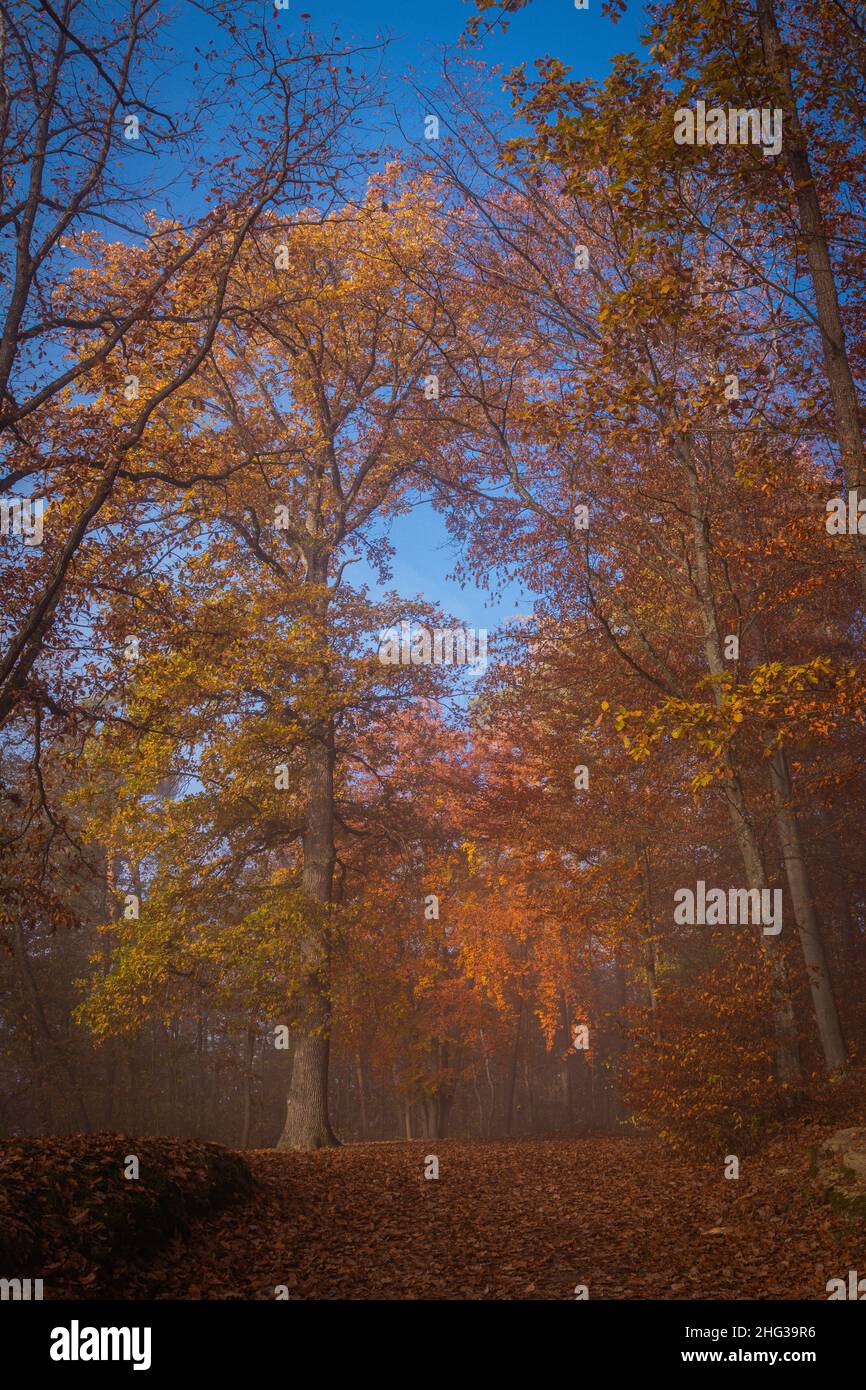 Bunte Bäume im Morgennebel im Morgengrauen. sonnenaufgang. Sonnenstrahlen im Morgengrauen. Stockfoto