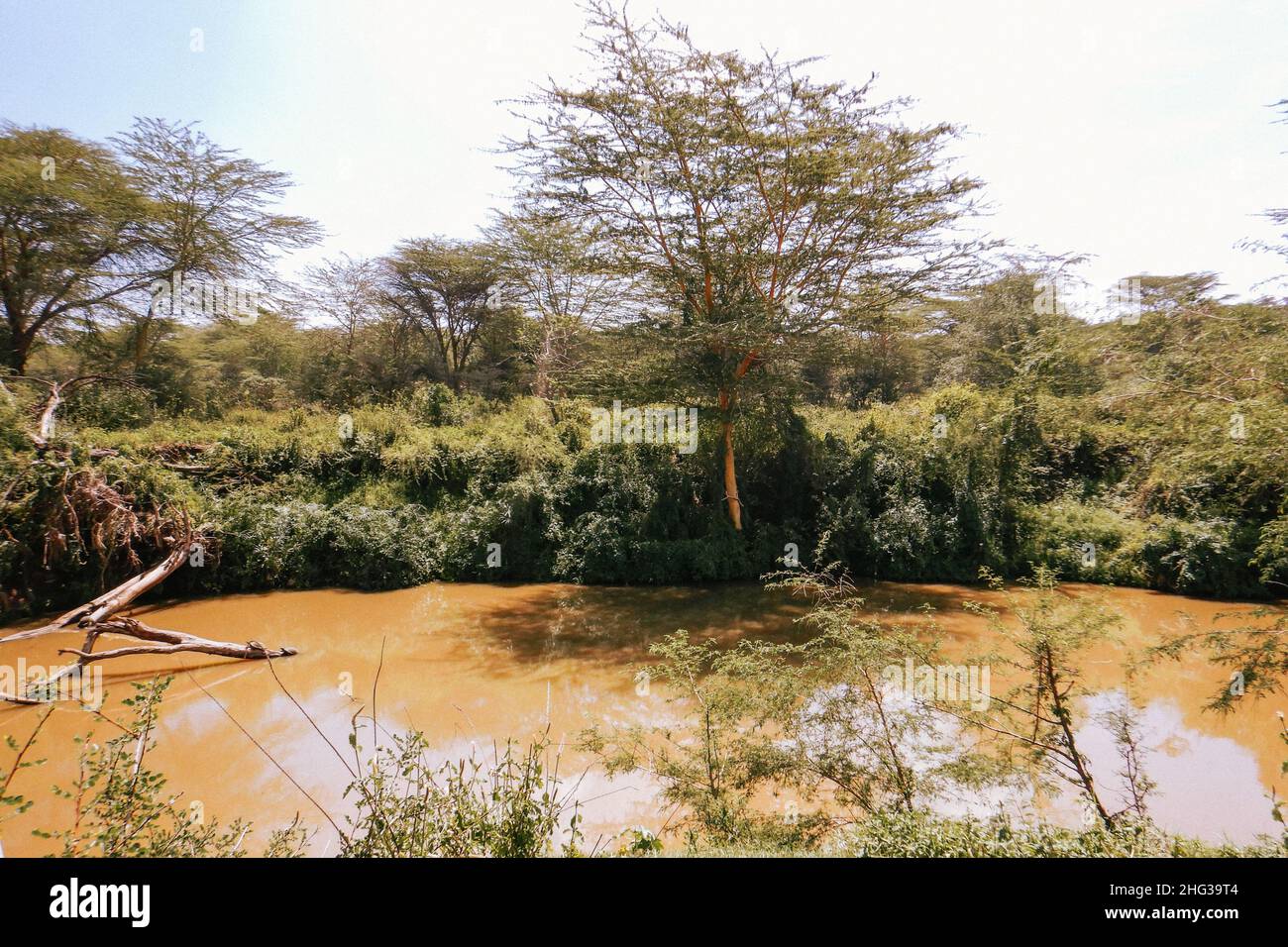 Panoramablick auf Akazienbäume, die am Athi River im Nairobi National Park, Kenia wachsen Stockfoto