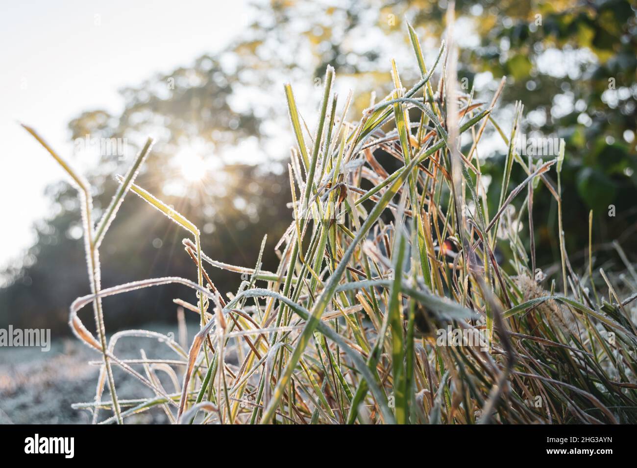 Gefrorenes Gras bedeckt mit Reif und Eis vor dem Hintergrund der früh aufgehenden Sonne, deren Strahlen durch die Bäume brechen. Stockfoto