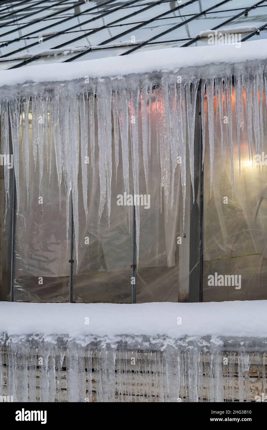 Schlechte Wärmedämmung im botanischen Garten oder Gewächshaus. Orangery Wand mit scharfen Eiszapfen Stockfoto