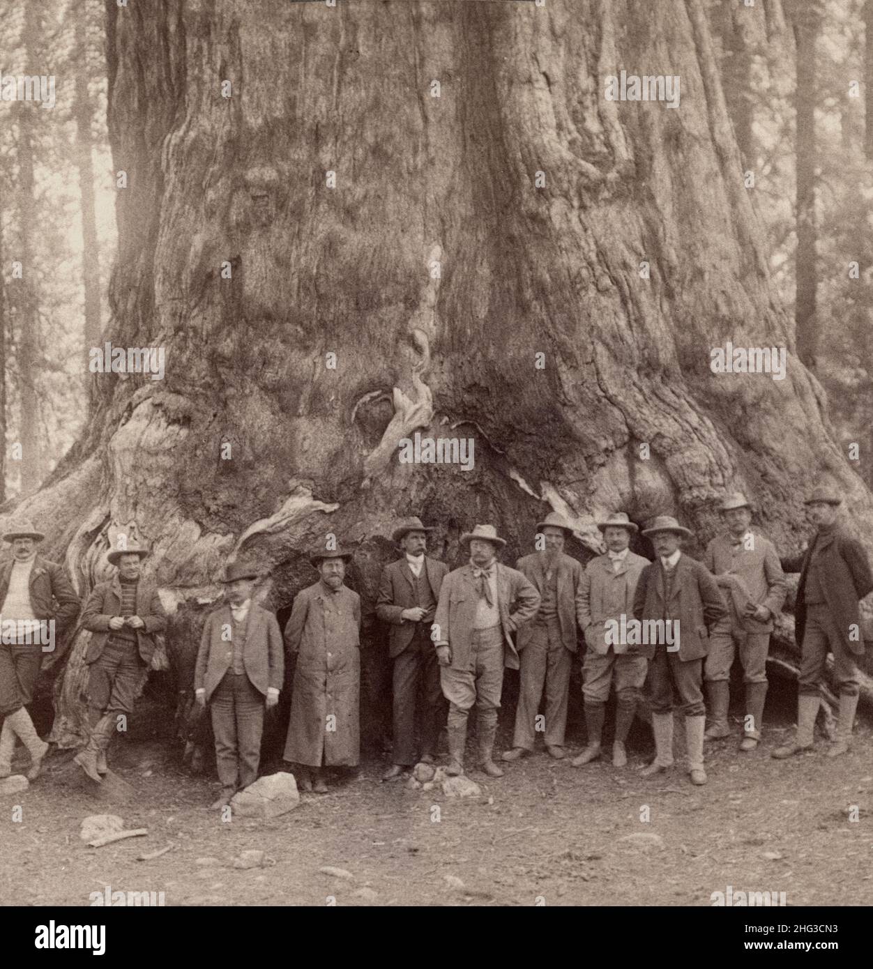 Theodore Roosevelt und seine angesehene Partei, vor dem 'Grizley Giant', den großen Bäumen Kaliforniens. USA. Juli 1903 Stockfoto