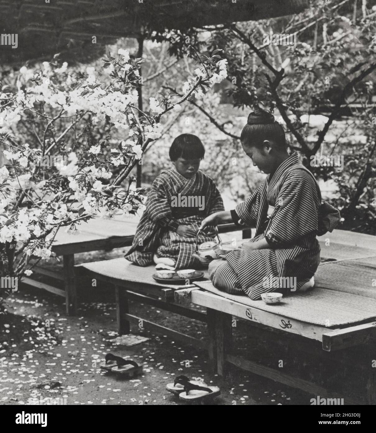 Vintage-Foto von japanischen Kindern unter den Kirschblüten im blühenden Königreich, Japan. 1902 Stockfoto