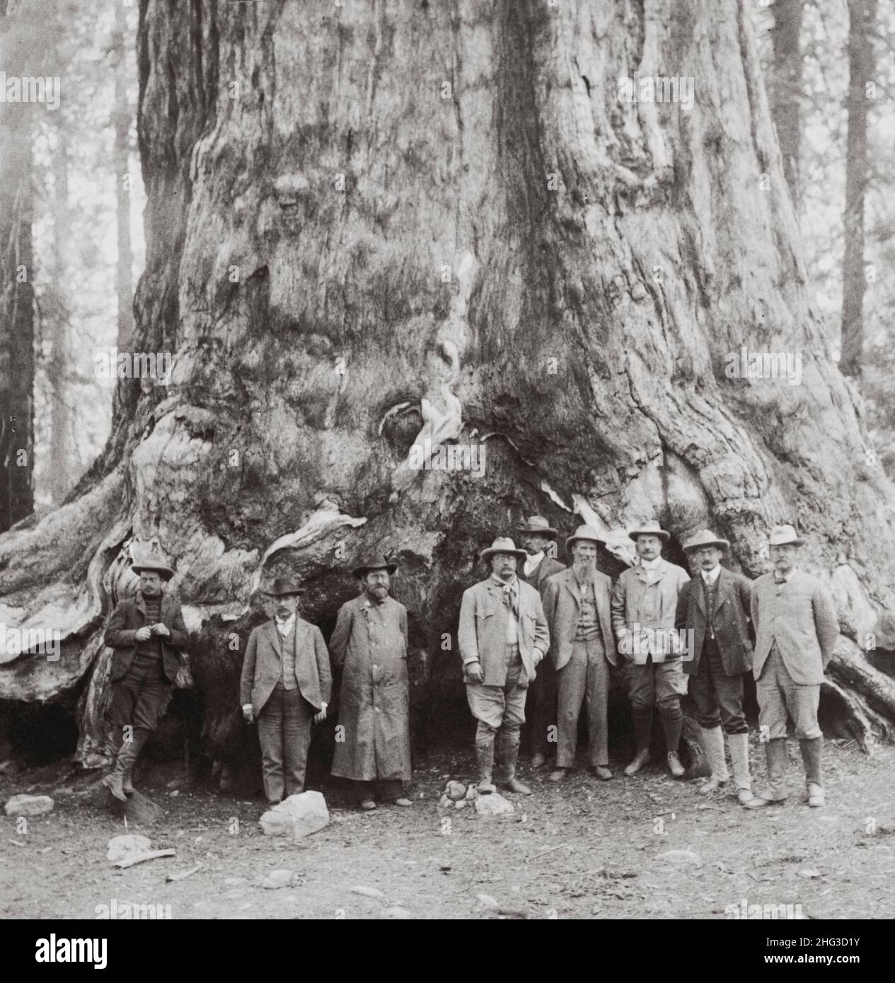 Vintage-Foto von Theodore Roosevelt und seiner angesehenen Partei, vor dem 'Grizley Giant', den großen Bäumen Kaliforniens. USA. Juli 1903 Stockfoto