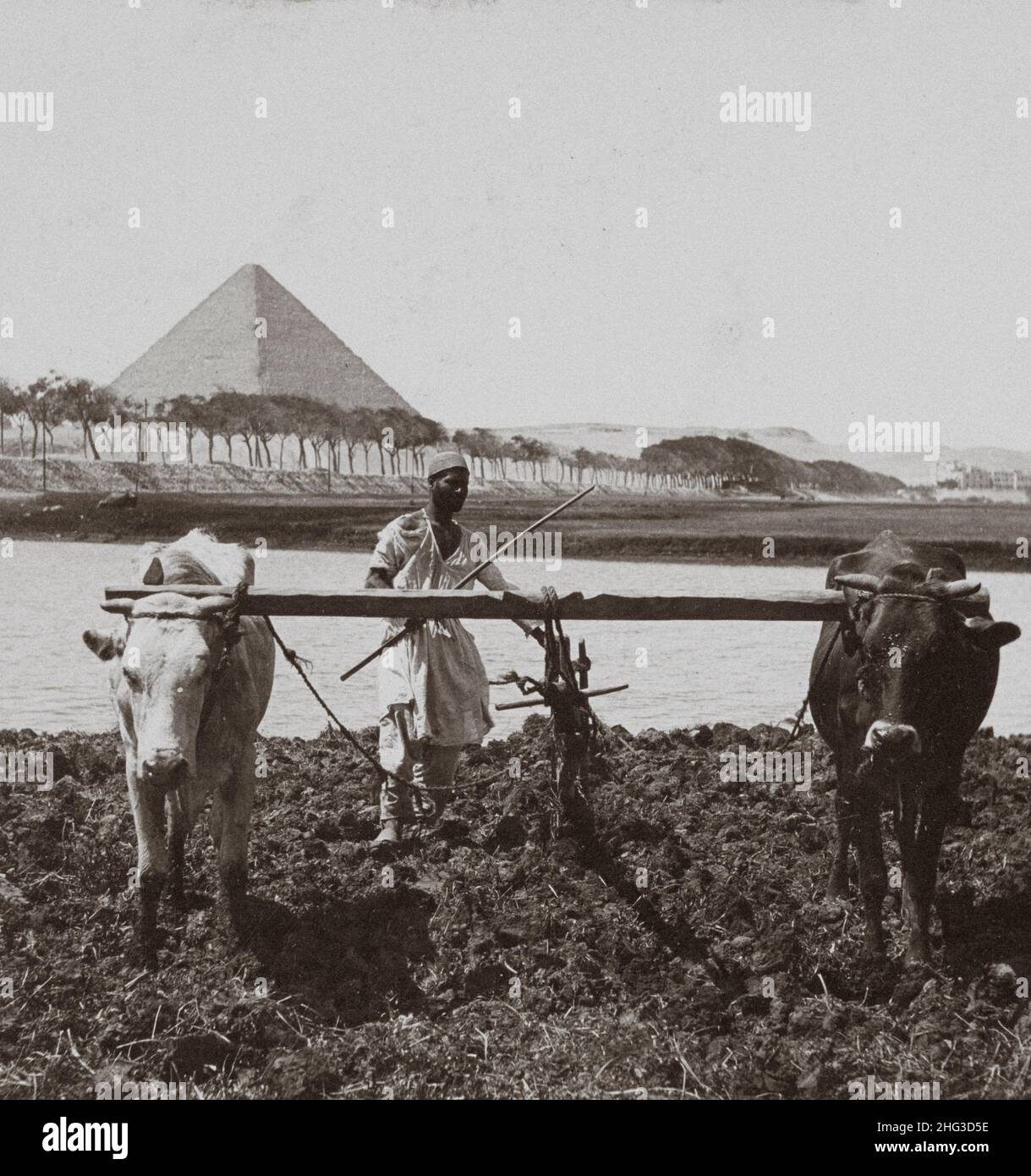 Vintage-Foto der ägyptischen Fellah mit Pyramiden von Gizeh auf dem Hintergrund. Bodenbearbeitung wie in alten Tagen, Ägypten. 1899 Stockfoto