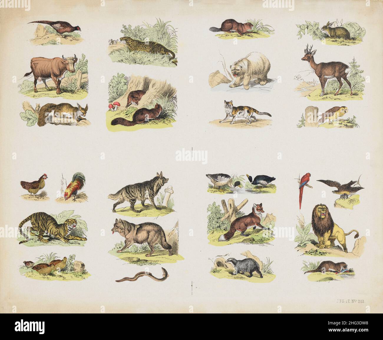 Die Farbabbildungen von Wildtieren und Vögeln aus dem 19th. Jahrhundert. 1870 Fasan, Kuh, Eichhörnchen, jaguar, Fuchs, biber, Hase, Eisbär, Rehe, Eule, d Stockfoto