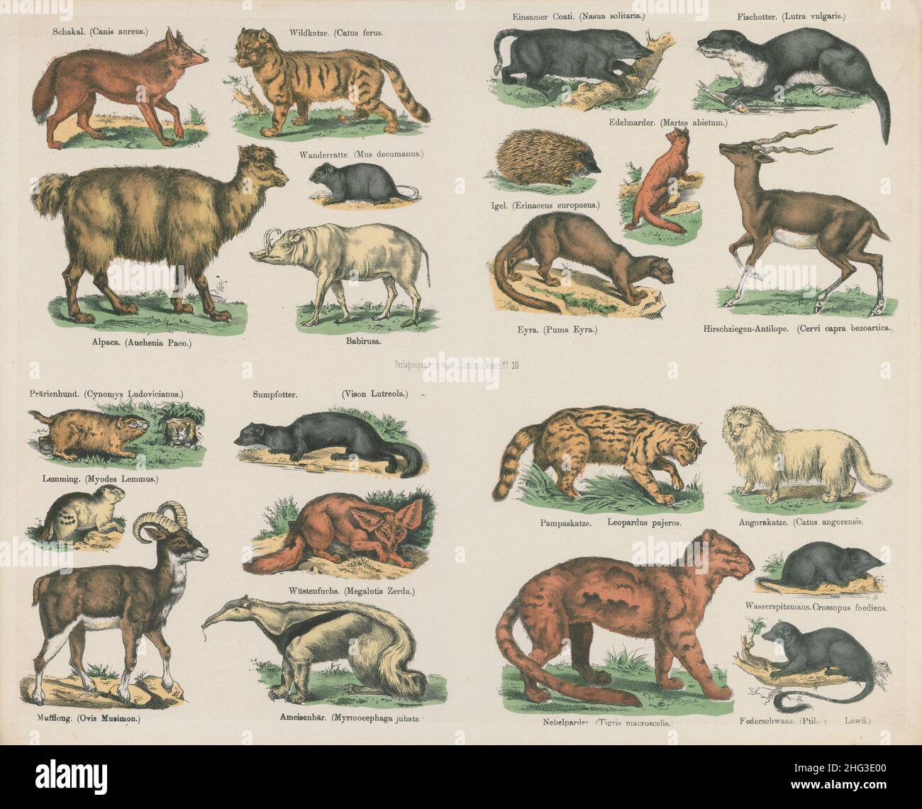 19th Jahrhundert Vintage-Illustration von wilden Tieren. 1835 Canis aureus, Schakal, Catus ferus, Wildkatze, Nasua solitaria, Koati, Lutra vulgaris, Otter, CER Stockfoto