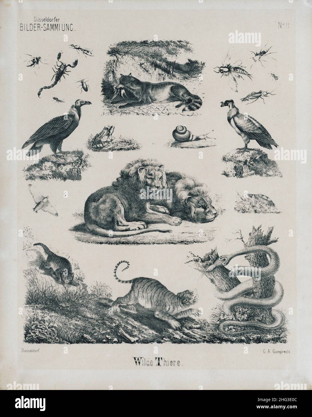 Die Vintage-Illustration aus dem 19th. Jahrhundert von Wildtieren, Insekten und Vögeln. 1860 Lithographie von Schnecke; Frosch; Skorpion; Löwen; Geier; Schlange; Tiger, Turt Stockfoto