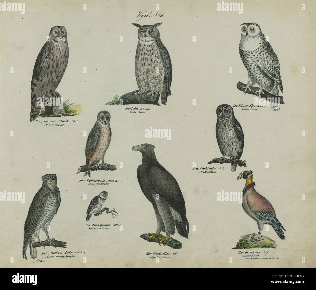 Vintage-Zeichnungen von Vögeln. Nr. II Deutschland, 1836 (nach Linnaeus-Klassifikation, 1758) Oberste Reihe von links nach rechts: Habichtskauz, Adlerkauz, Schneeeule Mi Stockfoto