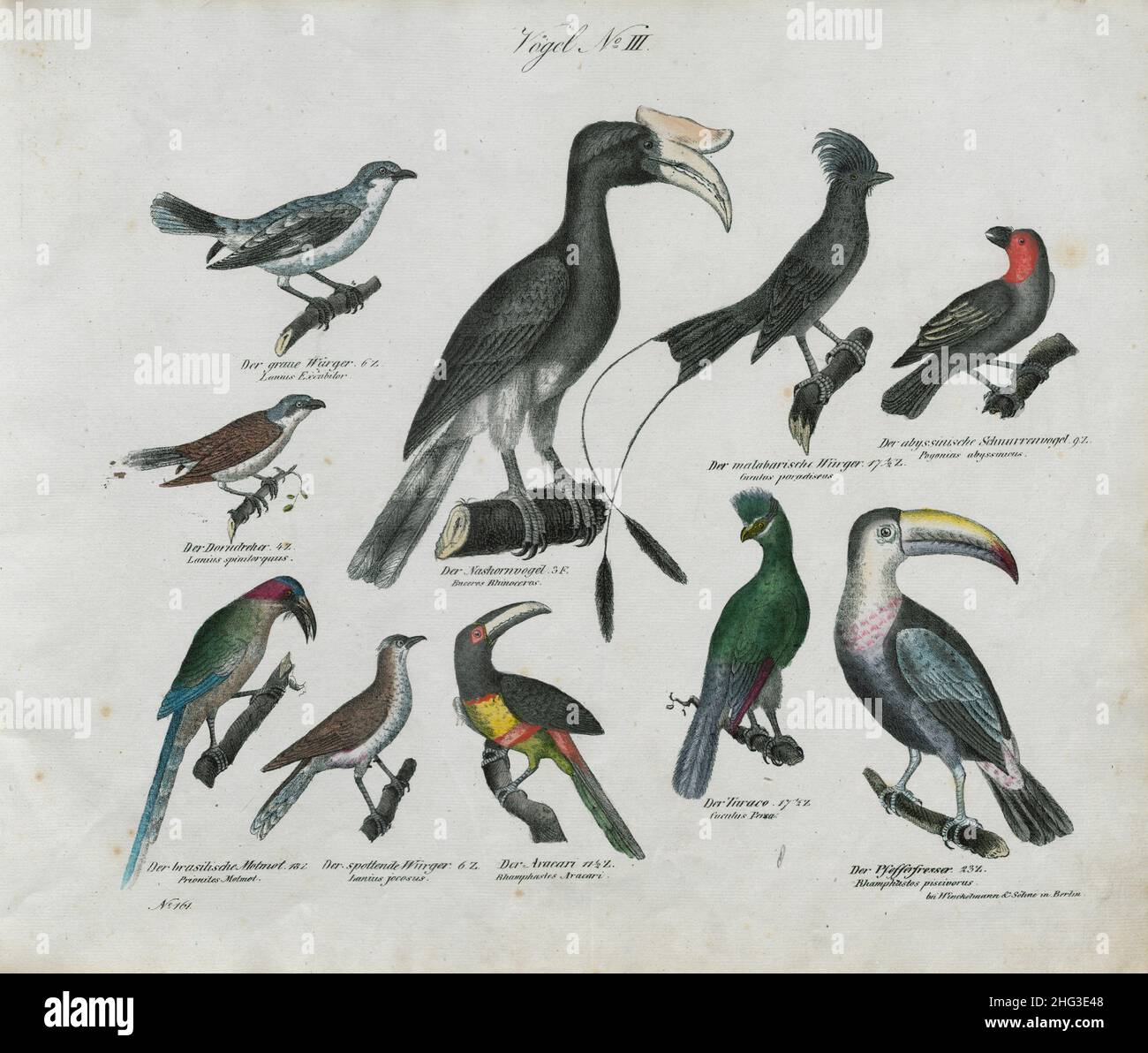 Vintage-Zeichnungen von Vögeln. Nr. III Deutschland, 1836 (nach Linnaeus-Klassifikation, 1758) Oberste Reihe von links nach rechts: Der Grauwürger; der Hornbill; der Ma Stockfoto