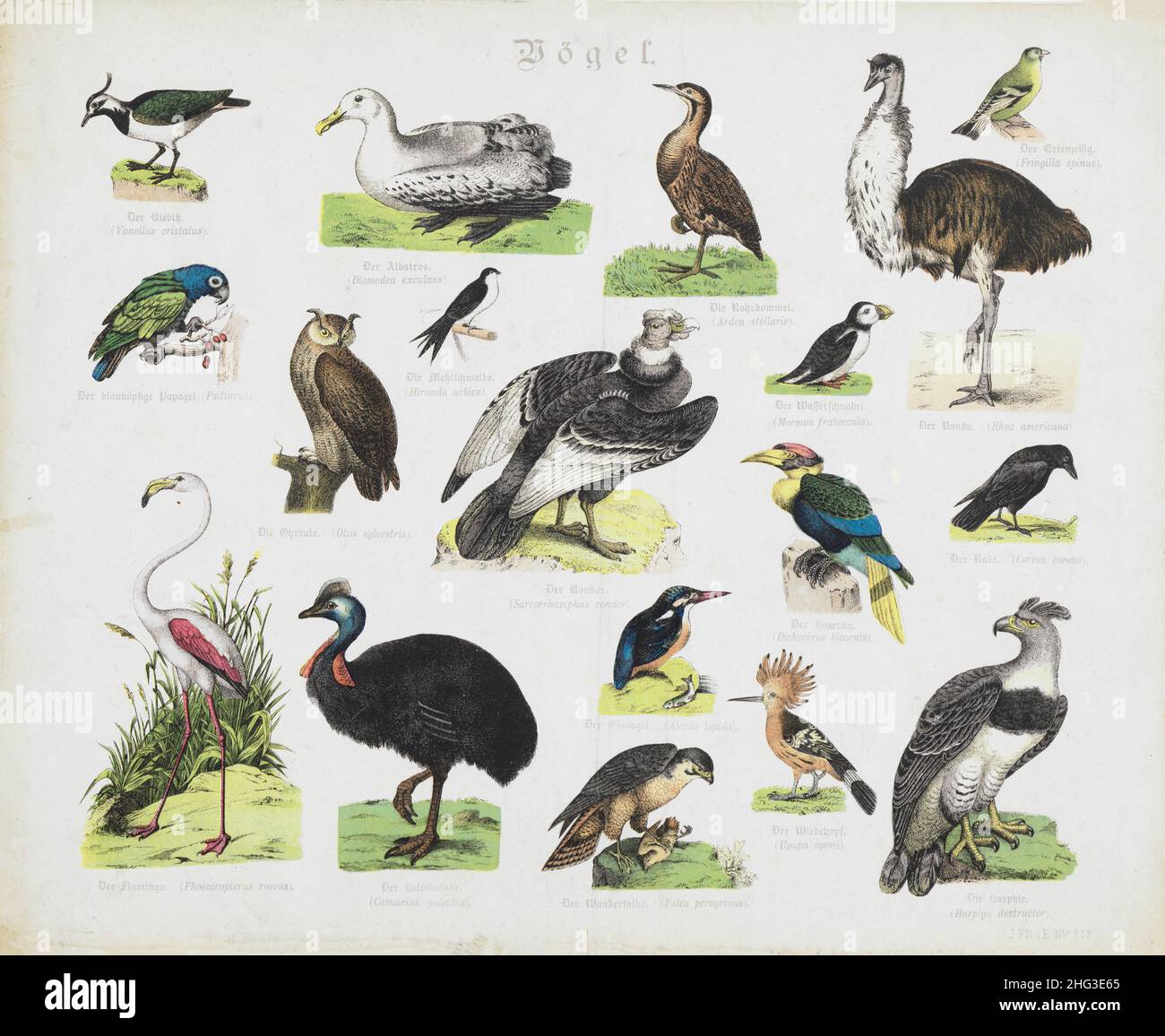 Vintage-Farblithographie von Vögeln. 1870 Stockfoto