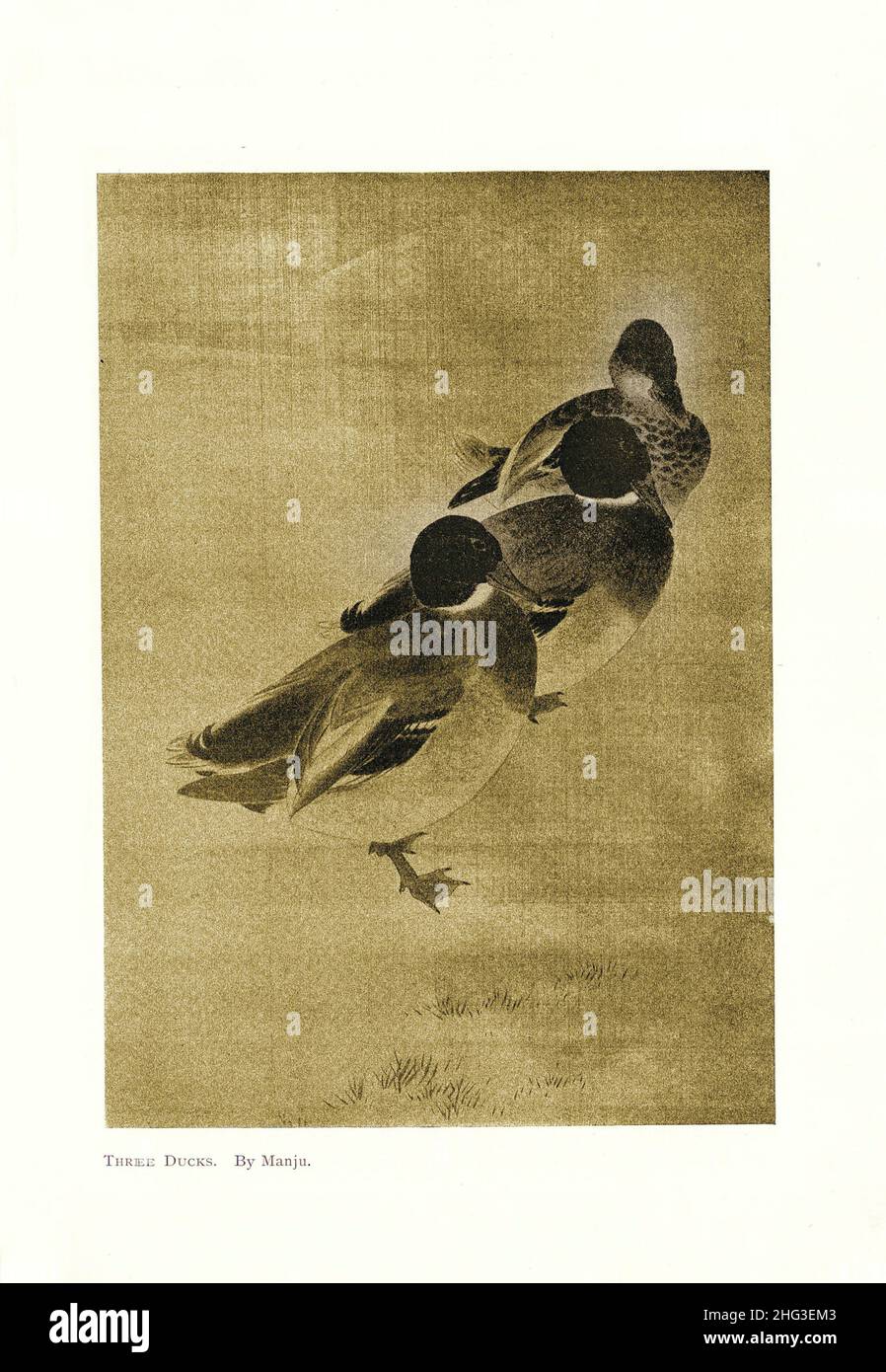 Chinesisches mittelalterliches Gemälde von drei Enten. Von Manju. Reproduktion der Buchdarstellung von 1912 Stockfoto