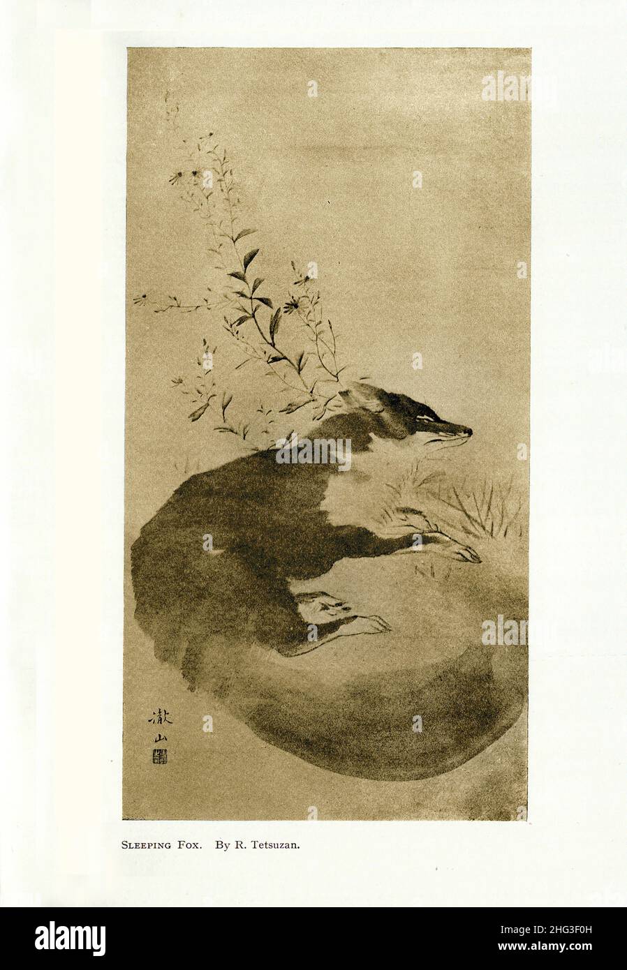 Japanisches Gemälde des 19th. Jahrhunderts: Schlafender Fuchs. Von Tetsuzan. Reproduktion der Buchillustration von 1912 Mori Tetsuzan (1775–1841) war ein japanischer Maler Stockfoto