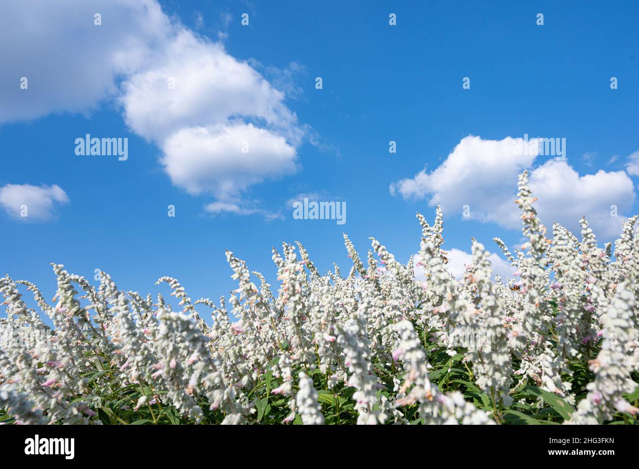 Mexikanische blaue Salbeiblumen und blauer Himmel mit Wolken. Stockfoto