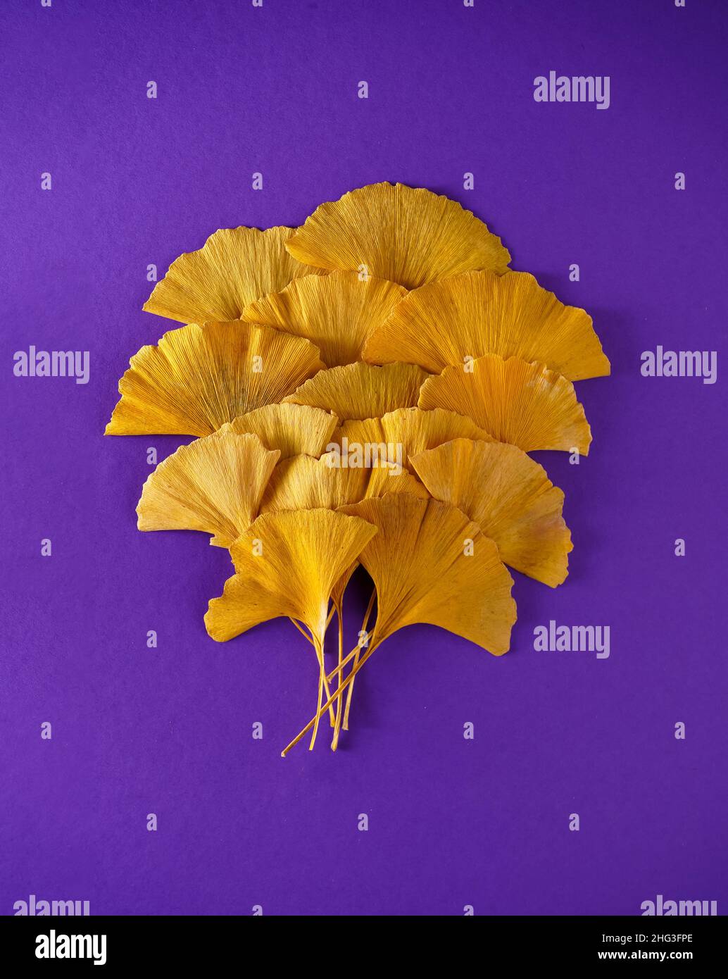 Pflanze aus der Jurazeit Ginkgo Biloba. Gelbe Blätter auf einem lila sehr peri Hintergrund. Herbstblatt von Ginkgo aus nächster Nähe. Stockfoto