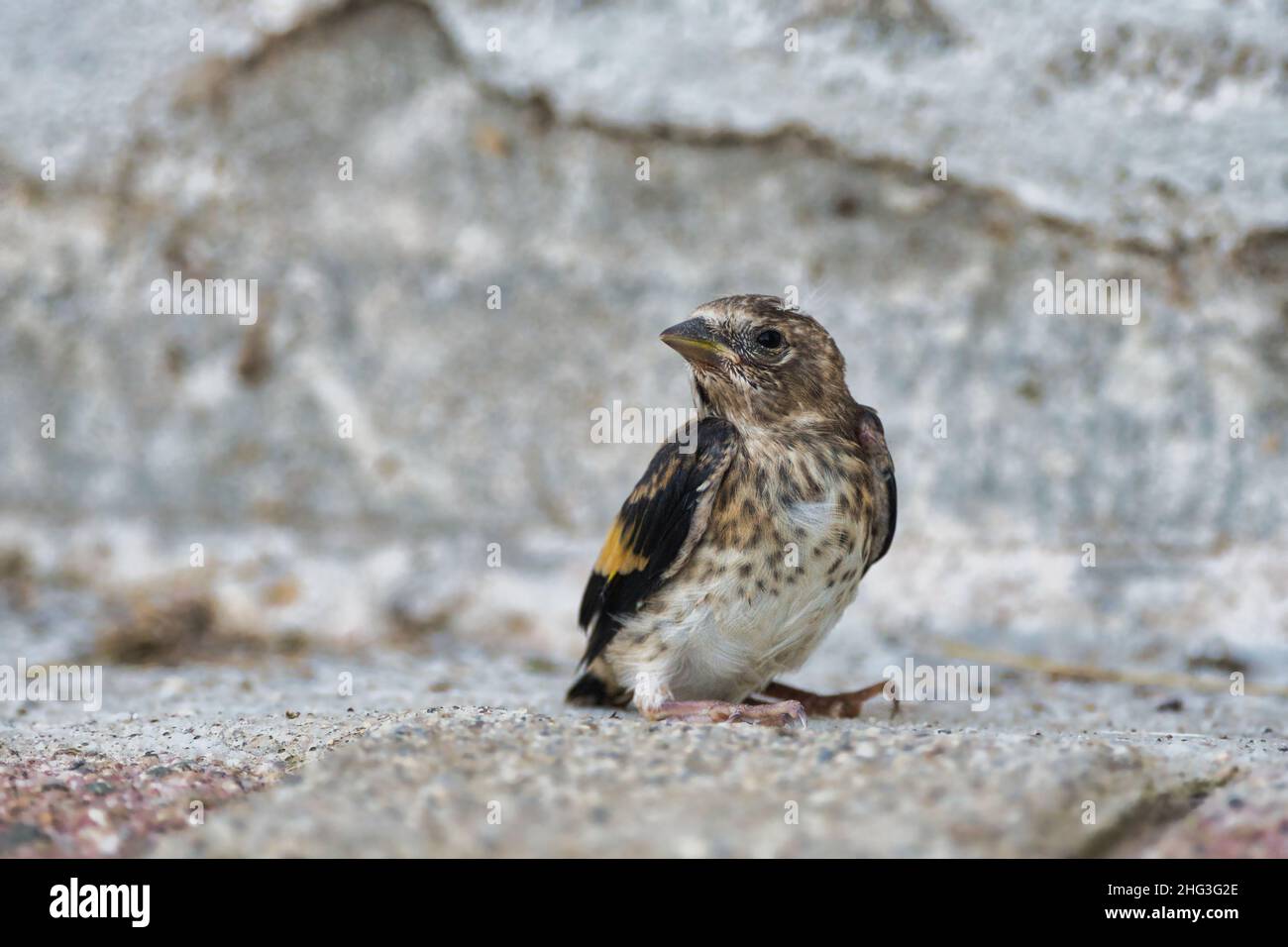 Ein junger europäischer Goldfink (Carduelis carduelis). Es sitzt auf dem Boden. Stockfoto