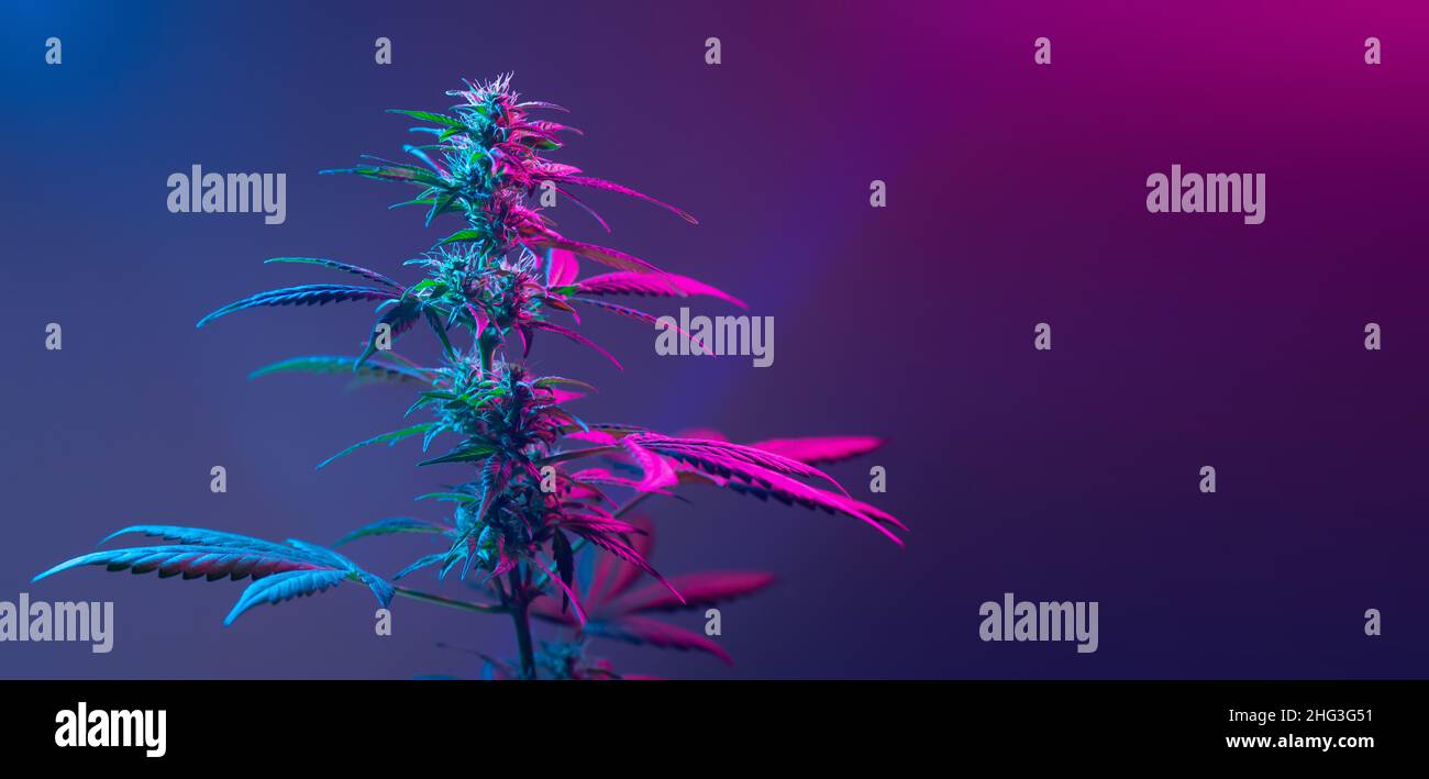 Schönes Cannabis Hintergrund Langes Banner. Purple Medical Marijuana. Neue Aestethic Mode trendy Look der landwirtschaftlichen Sorte von Hanf in lila rosa U Stockfoto