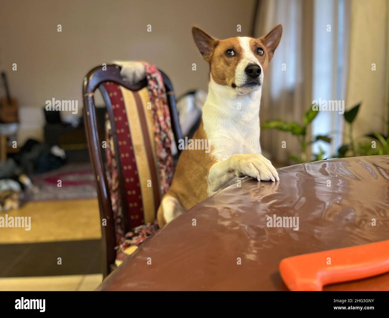 Porträt eines hungrigen basenji-Hundes, der am Esstisch sitzt und Traurigkeit aufblickt Stockfoto