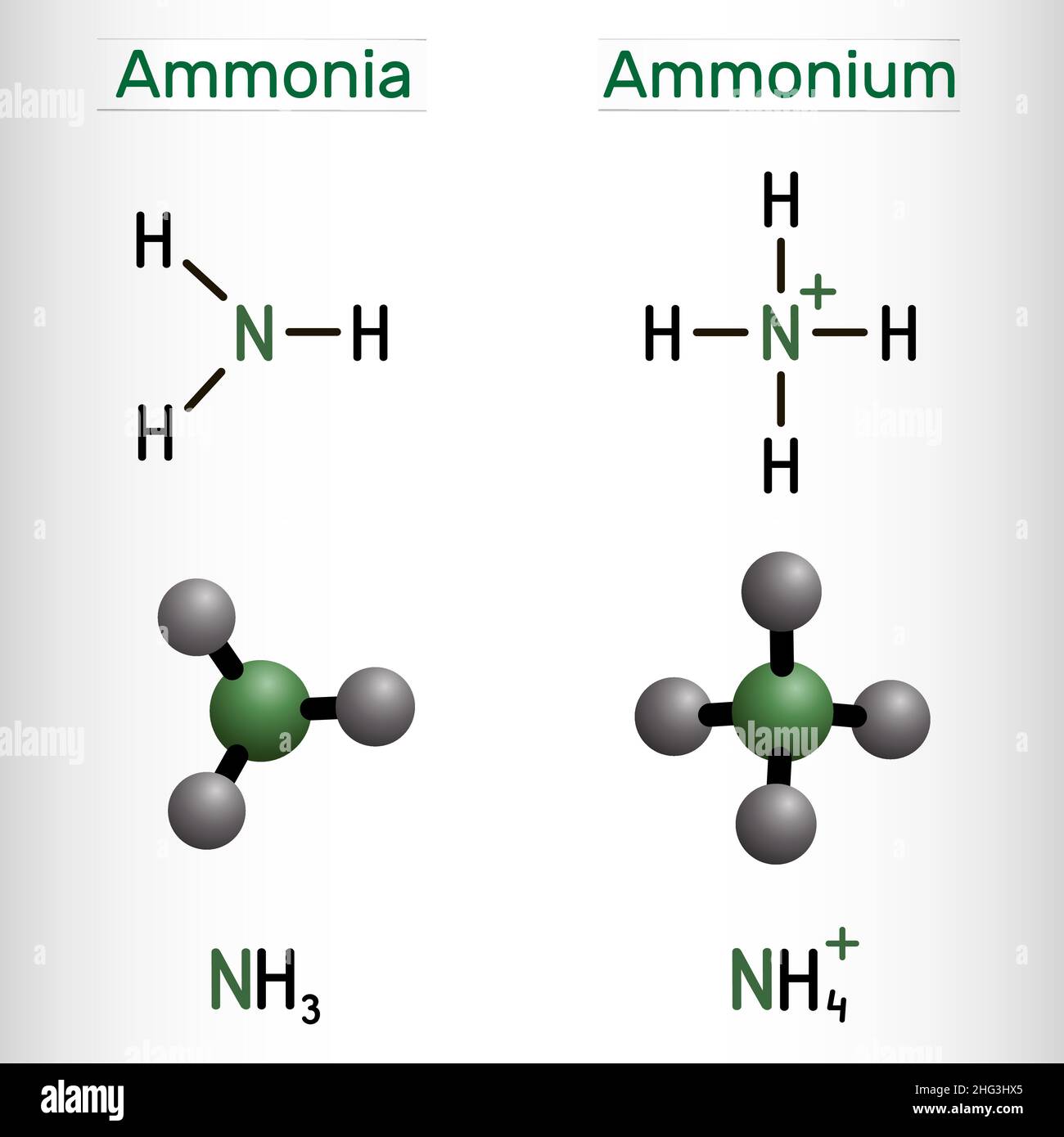 Ammonium Kation, NH4 und Ammoniak, NH3 Molekül. Strukturelle chemische Formel und Molekülmodell. Vektorgrafik Stock Vektor
