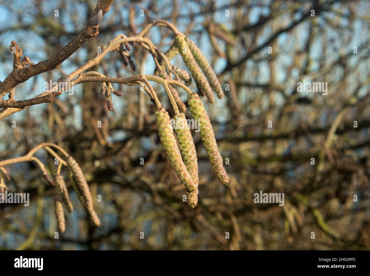 Die Gemeine Erle beginnt Mitte des Winters, die Kätzchen (die männlichen Fortpflanzungsteile) zu entwickeln. Die Erle ist ein Baum nasser Lebensräume Stockfoto